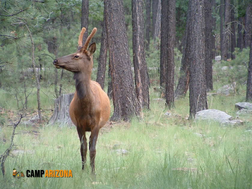 Elk Near Woods Canyon Lake